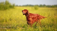 Irski setter (fotografija): hunter in spremljevalec z aristokratskim videzom